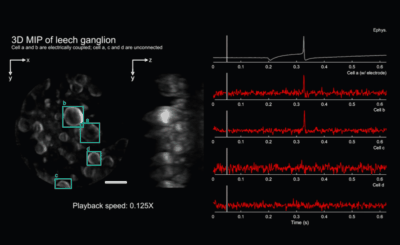 Kilohertz volumetric imaging of in-vivo dynamics using squeezed light field microscopy
